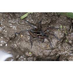 Brown and black spider on mud.