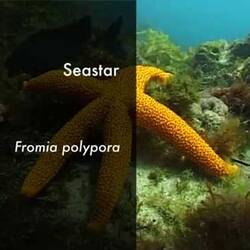 Silent footage of the Seastar, <em>Fromia polypora</em>.