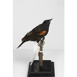 Mount of black bird with orange wing patches, side view.