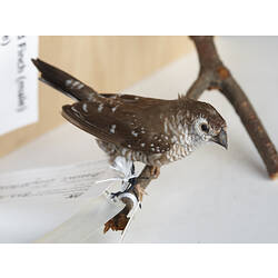 White-speckled brown bird specimen on branch.