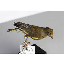 Goldfinch specimen mounted on plinth.