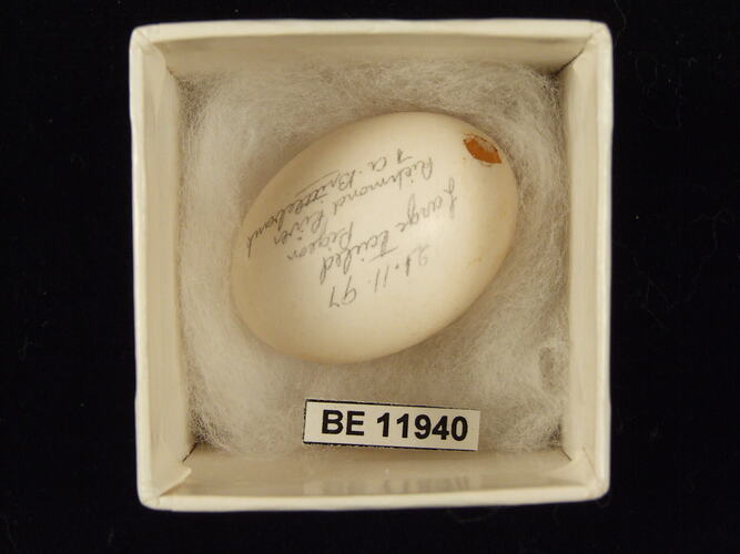 Bird egg with specimen label in box.