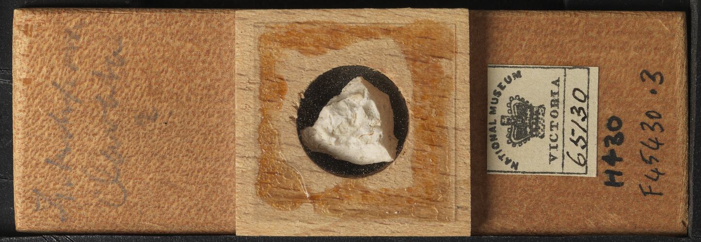 Bryozoan specimen in wooden microslide with handwritten labels.