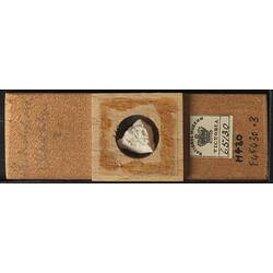 Bryozoan specimen in wooden microslide with handwritten labels.