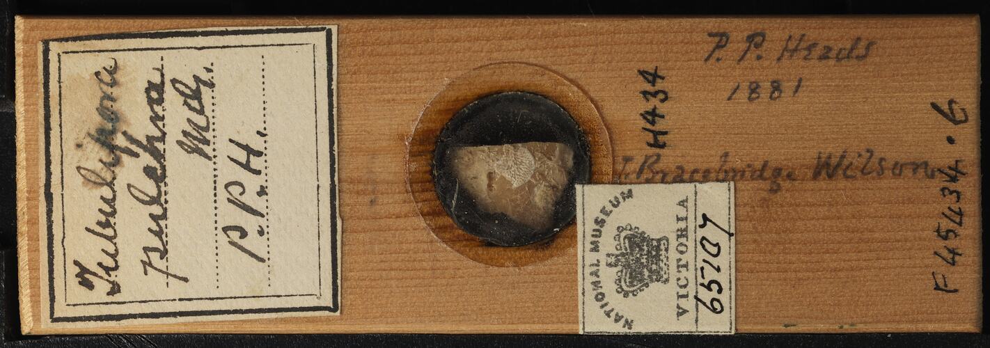 Bryozoan specimen in wooden microslide with handwritten labels.