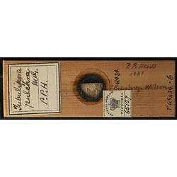 Bryozoan specimen in wooden microslide with handwritten labels.