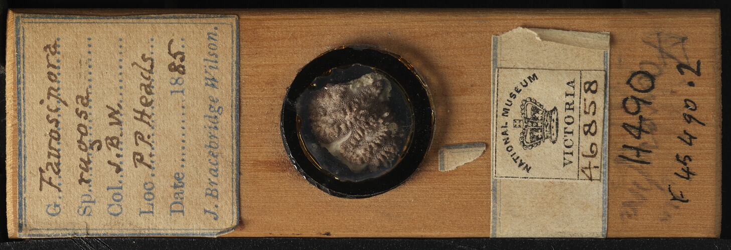 Bryozoan specimen in wooden microslide with handwritten labels.