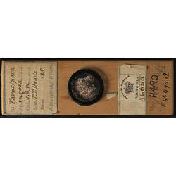 Bryozoan specimen in wooden microslide with handwritten labels.