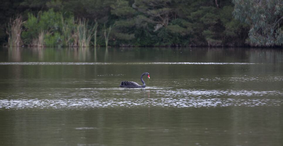 <em>Cygnus atratus</em>, Black Swan. Newport Lakes Reserve, Victoria.