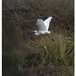 White birds in wetland.
