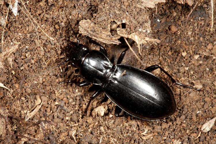 Family Carabidae, ground beetle. Budj Bim Cultural Heritage Landscape, Victoria.