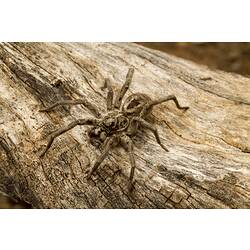 Large brown spider on wood.
