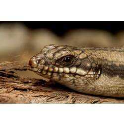 Tree Skink.