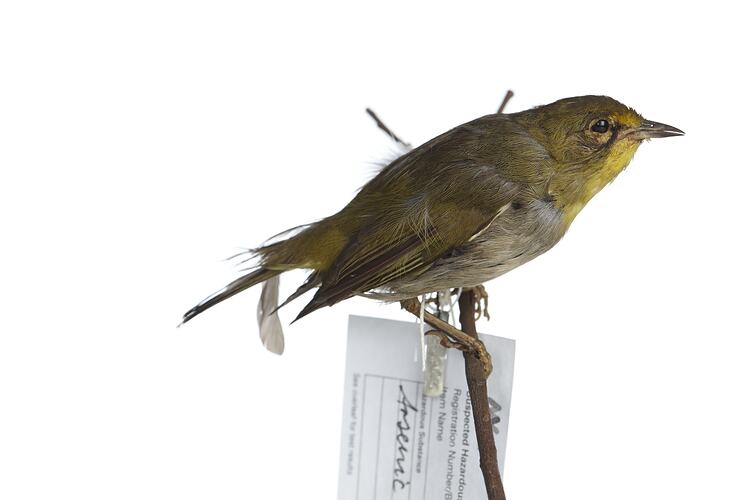 <em>Zosterops pallidus pallidus</em>, Cape White-Eye, mount.  Registration no. 25913.