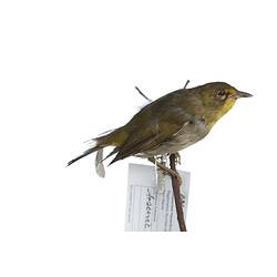 <em>Zosterops pallidus pallidus</em>, Cape White-Eye, mount.  Registration no. 25913.