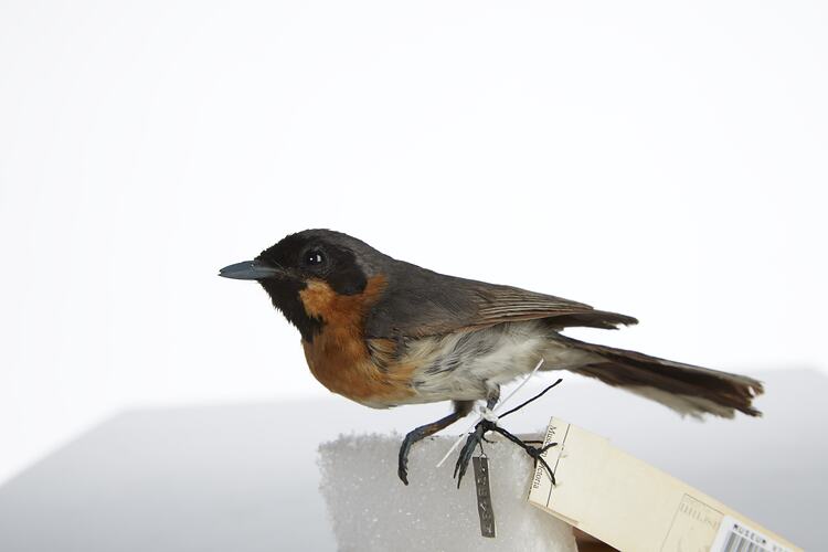 <em>Monarcha trivirgatus albiventris</em>, Spectacled Monarch, mount.  Registration no. 28465.