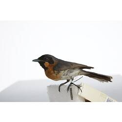 <em>Monarcha trivirgatus albiventris</em>