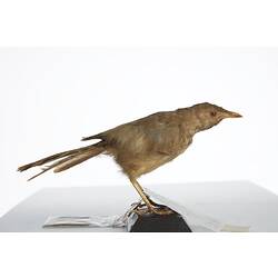 <em>Turdoides striatus somervillei</em>, Jungle Babbler, mount.  Registration no. 54721.
