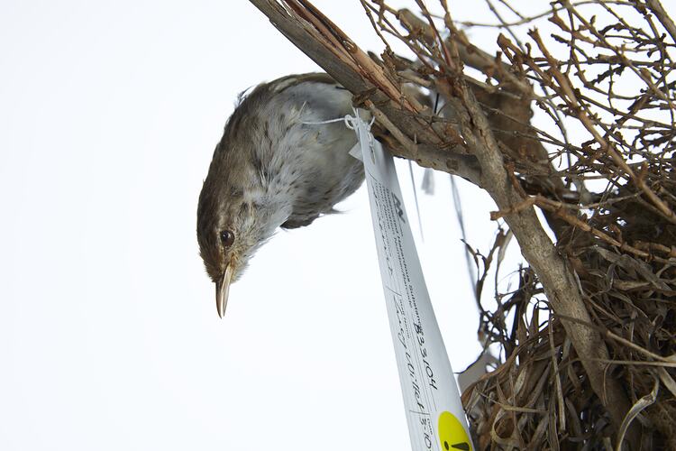 Taxidermied bird specimen mounted to a branch.