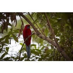Front view of red and blue parrot on tree branch.