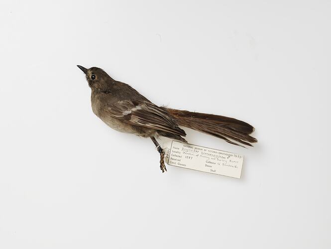 Brown bird specimen on its side with label visible.