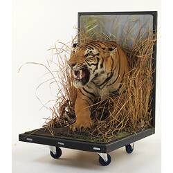 Oblique view of taxidermied tiger mounted to appear as though emerging from grass.