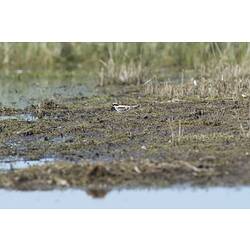 Black-fronted Dotteral on mud.
