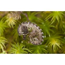 Class Chilopoda. Mitchell River National Park, Victoria.