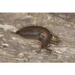<em>Arion ater</em>, Black Slug. Mitchell River National Park, Victoria.