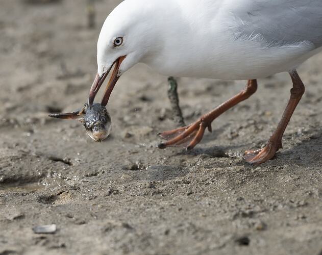 Silver Gull with fish in mouth.