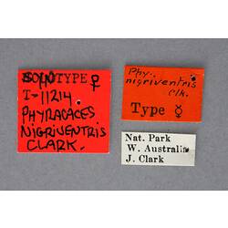 Entomology type specimen labels.