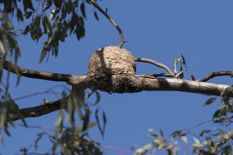 Cup-shaped nest on branch viewed from below.