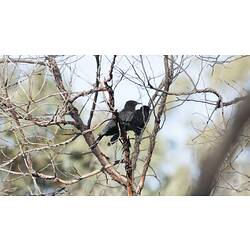 Black birds, one with obvious red eye, in bare tree.
