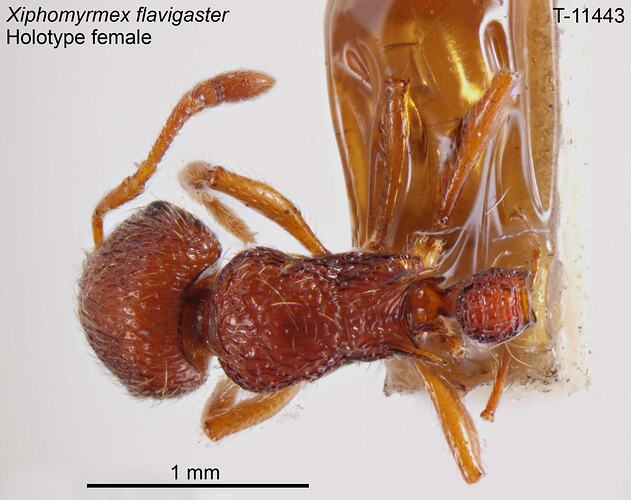 Ant specimen, dorsal view.