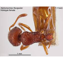 Ant specimen, dorsal view.