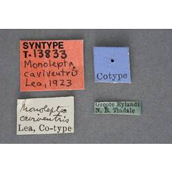 Entomology type specimen labels.