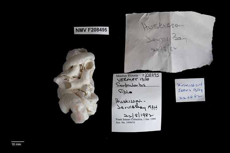 Irregularly coiled snail shell beside specimen label.