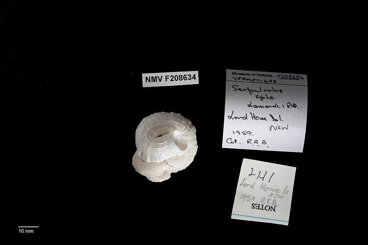 Irregularly coiled snail shell beside specimen labels.