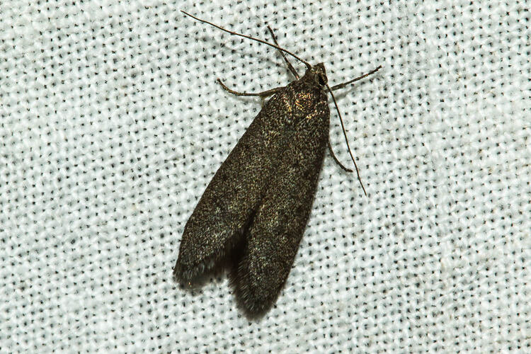 Family Pyralidae snout moth. Murray Explored Bioscan.
