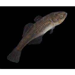 Carp Gudgeon.
