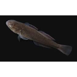 Carp Gudgeon.