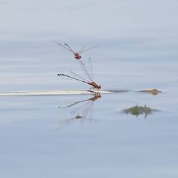 Two damselflies, one flying above water, one on leaf on water.