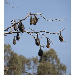 Ten flying foxes hanging from bare branches.