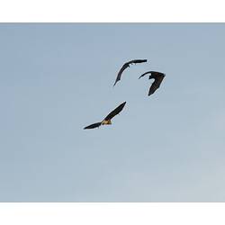 Three flying-foxes in flight.