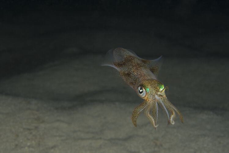 Iridescent squid facing camera.