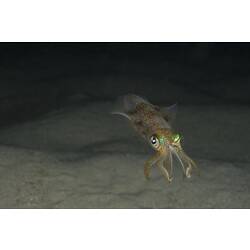 Iridescent squid facing camera.