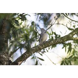 White-chested grey bird on branch.