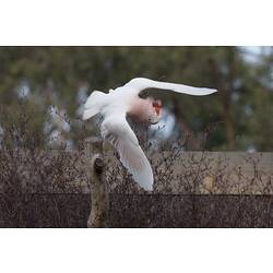 Pink and white bird in flight.
