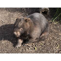 Common Wombat.