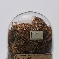 Root Sample - Valeriana celtica, Franz Wilhelm & Co, circa 1888